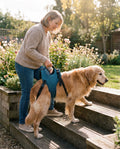 Ældre kvinde hjælper sin senior golden retriever op ad havetrappen med bagbensstøtte løftesele