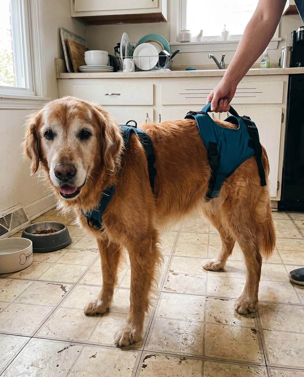 Senior golden retriever støttet af teal bagbensløftesele i hjemmet