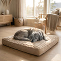 Seniorhund sover i firkantet memory foam-hundeseng